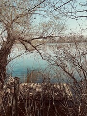 Fototapeta premium the tree on the lake