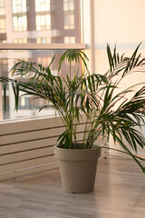Decorative Areca palm in a pot against the window  with .vertical .