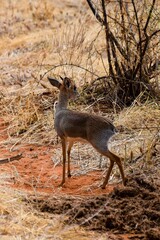 portrait of dik dik gazelle in the savannah