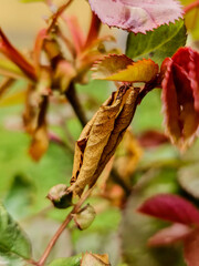 A dead dried rose plant leaf near healthy green leaves