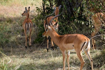Naklejka na ściany i meble group of tomson's gazelle in the savannah