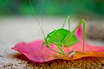 Grasshopper having a snack
