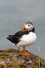 Atlantic Puffin / Fratercula arctica /, Dyrhólaey rock cliffs. Iceland.