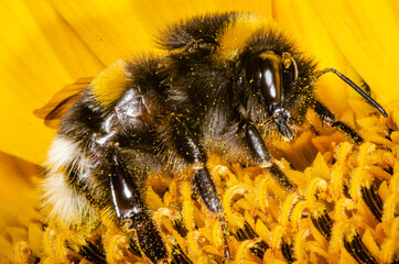 Macro shot of Bumblebee in sunflower.
