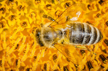 Macro shot of bee pollinating.