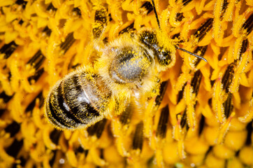 Macro shot of bee pollinating in sunflower..