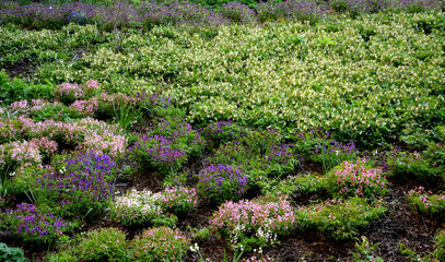 planted with pink purple and white colors of perennial plants in a flowerbed near the old building....
