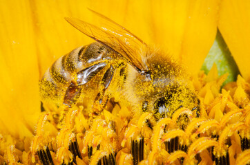 Marco shot of bee pollinating and covered in sunflower pollen.