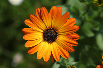 Osteospermum