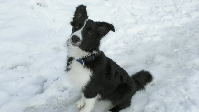 Cute, funny Border Collie puppy sitting in the snow. Camera shoots close up. Winter day frosty. Concept of walking, training dogs and the relationship of people with pets