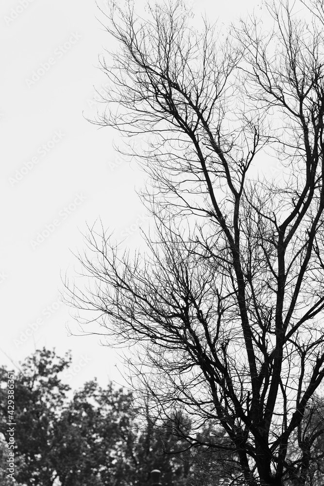 Poster silhouette of a tree