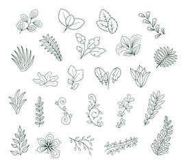 A set of varied plants. Tropical wide leaves, branches with narrow leaves, succulent bushes. Contour isolated objects on a white.