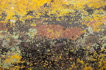 Closeup on rusted surface with yellow lichen