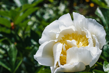 White peony flower with water drops