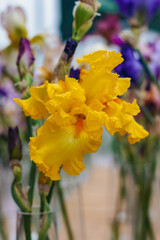 Flowers. Bouquet of yellow iris in vase
