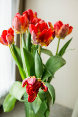 Red tulips stand in a vase on the window