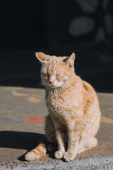 A beautiful red-haired homeless, graceful cat sits on a city road. Portrait of a domestic sleepy animal.