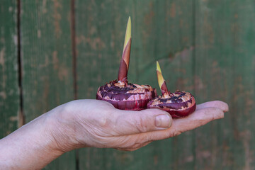 Two red gladioli bulbs on woman's hand