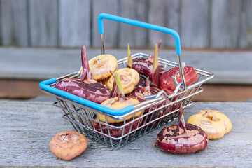 Gladioli bulbs in shop basket with blue handles