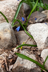 Small blue flower growing through stone