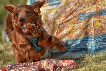 Small ginger dog of the Nevskaya Orchid breed