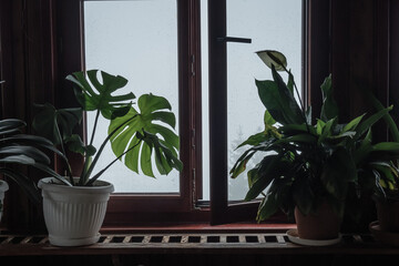 Potted plants on the background of a window on a foggy day