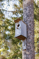 Vertical photo of birdhouse in the forest