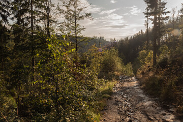 Empty road through the forest in the mountains. Sunny autumn day
