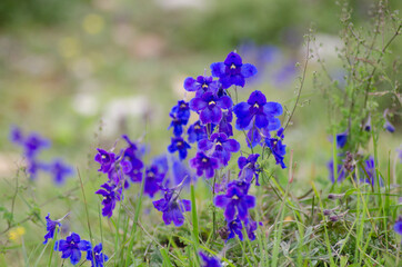 flowers in the field