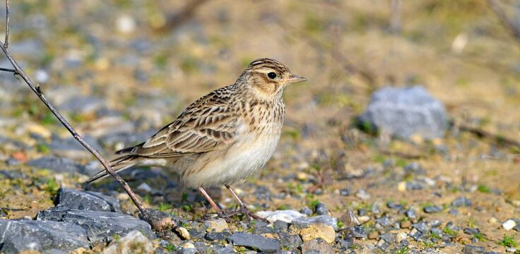 Eurasian skylark // Feldlerche (Alauda arvensis)