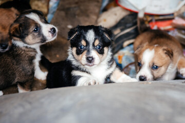 Stray puppies at the junkyard.