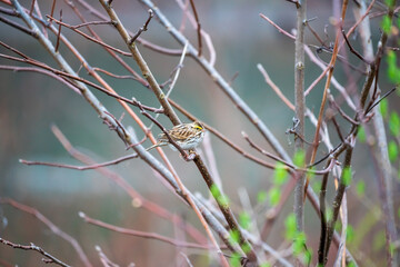 savannah sparrow bird on a branch