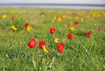 Blooming wild red and yellow tulips in green grass in spring steppe in Kalmykia