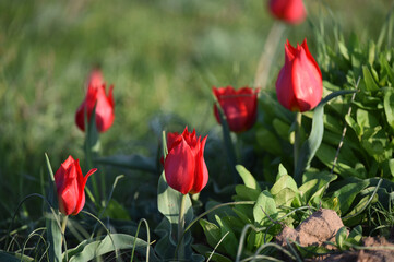 Blooming wild red and yellow tulips in green grass in spring steppe in Kalmykia