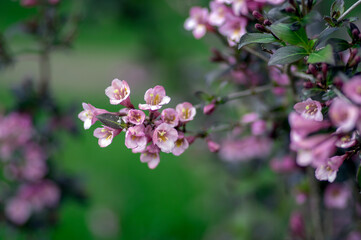 Weigela florida tango cultivated small flowering shrub, purple pink small flowers in bloom on branches