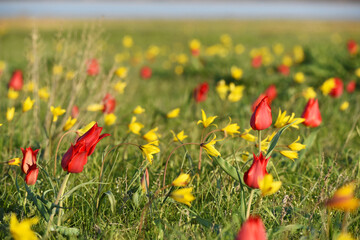 Blooming wild red and yellow tulips in green grass in spring steppe in Kalmykia