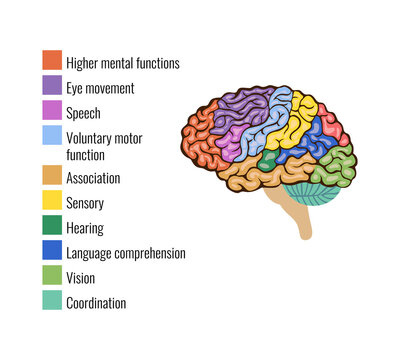 Anatomy Of Brain Composition