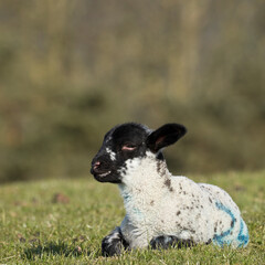 Lamb in a field in springtime in the United Kingdom