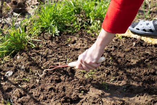 Agriculture in spring. A woman with small rake loose ground for planting plant seeds