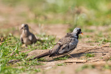 Namaqua Dove - Oena capensis, beatiful small dove from African savannas and bushes, lake Ziway, Ethiopia.
