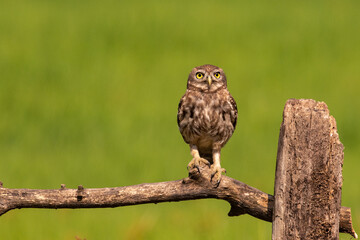 Civetta posata su un ramo