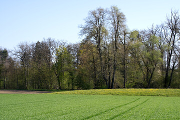Canola field in the sun with forest in the background at springtime morning. Photo taken April 21st, 2021, Zurich, Switzerland.