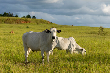 Nelore cattle in the farm pasture