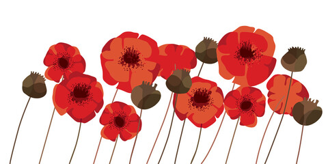 Red poppy flowers and heads vector elements