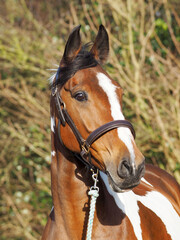 Obraz premium Skewbald Horse Headshot