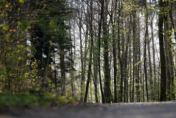 Wood at City of Zurich near Katzensee (cat lake) at springtime. Photo taken April 2st, 2021, Zurich, Swizterland.