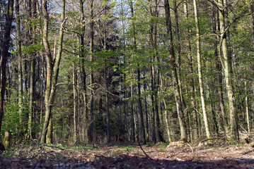 Wood at City of Zurich near Katzensee (cat lake) at springtime. Photo taken April 2st, 2021, Zurich, Swizterland.