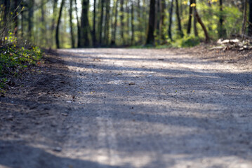Wood at City of Zurich near Katzensee (cat lake) at springtime. Photo taken April 2st, 2021, Zurich, Swizterland.