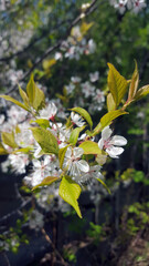 Blooming sakura cherry, spring white tree flower. Vertical photography