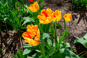 Obraz na płótnie Canvas Close up of many delicate vivid yellow and red tulips in full bloom in a sunny spring garden, beautiful outdoor floral background photographed with soft focus.
